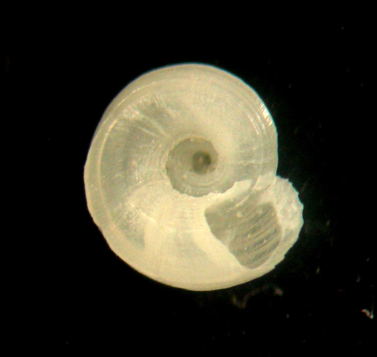 Circulus striatus